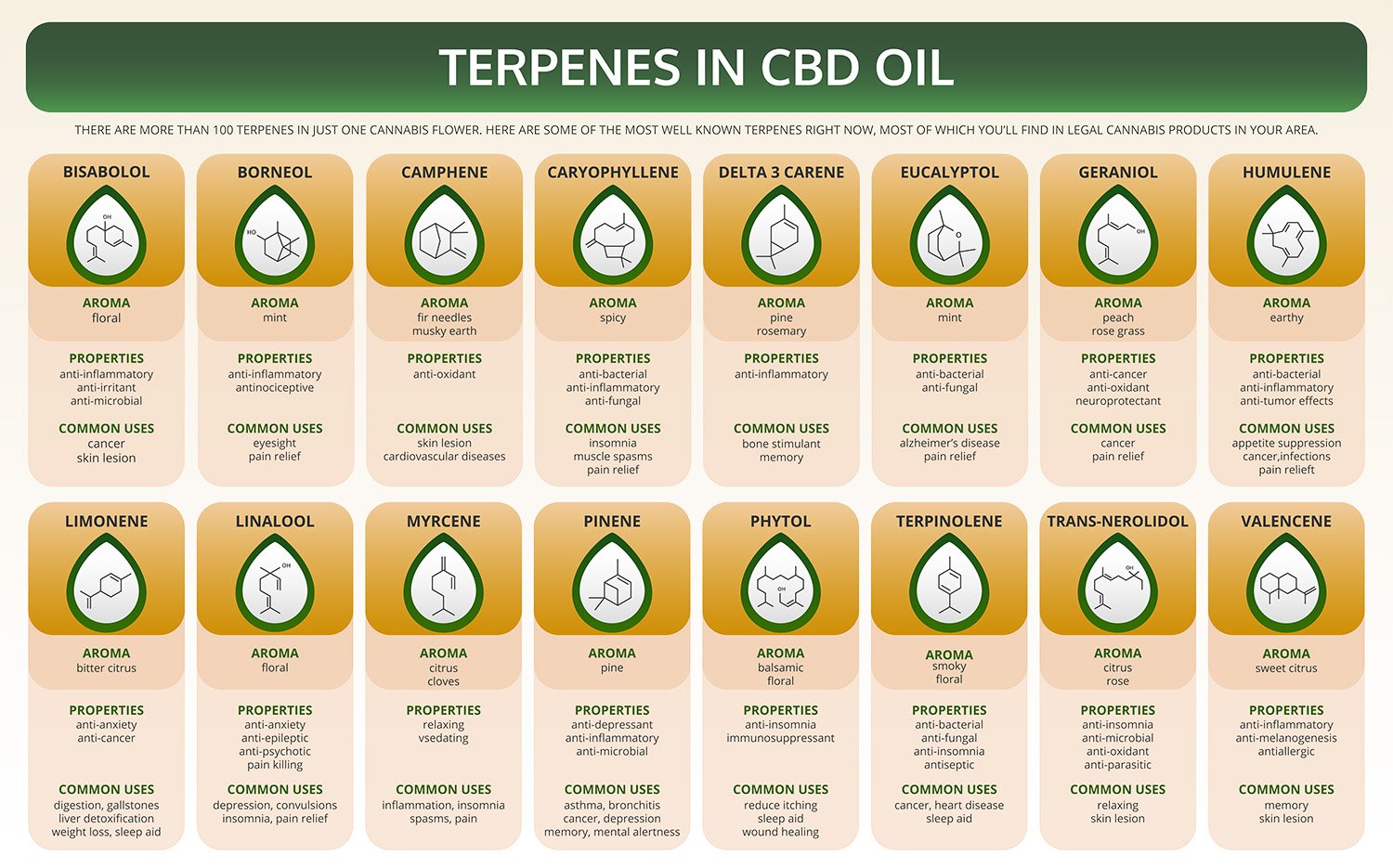 Terpenes Infograhics